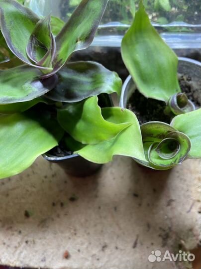 Традесканция