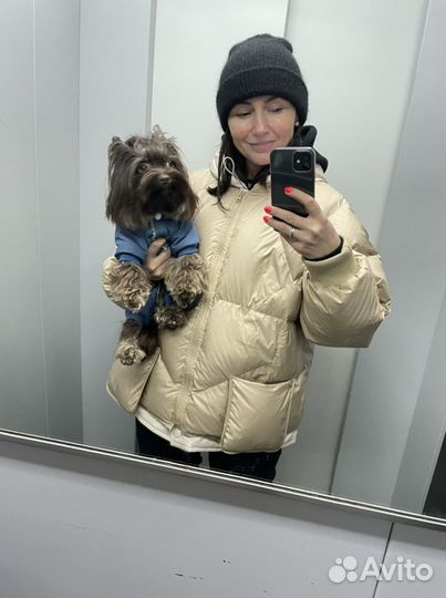 Йоркширский терьер