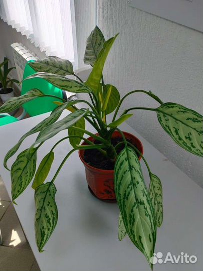 Аглаонема Silver Queen