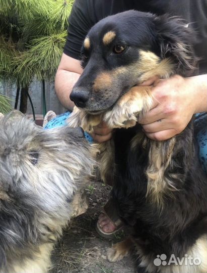 Собака в добрые руки