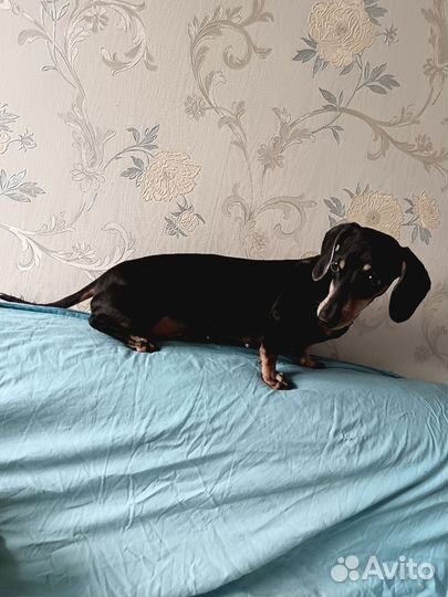 Кроличья такса