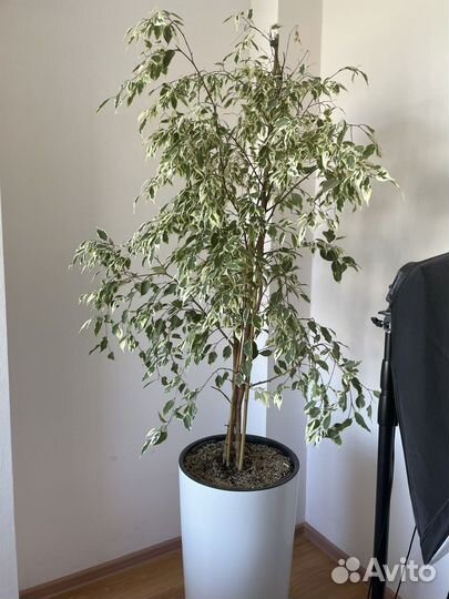 Фикус бенджамина большой