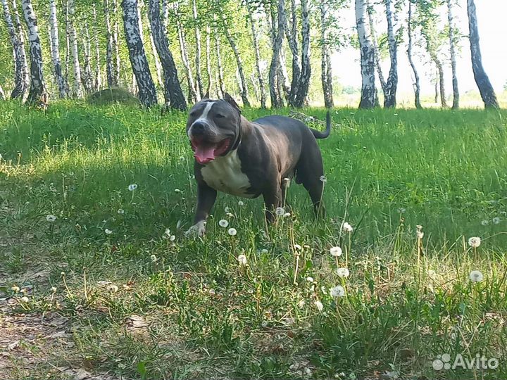 Американский булли хл