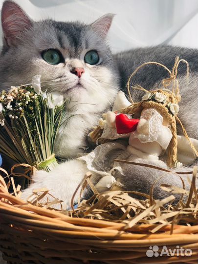 Британская кошечка на вязку