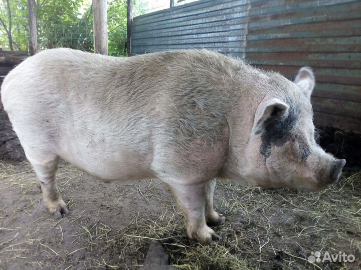 Хряк на племя