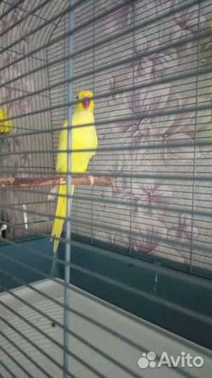 Ожереловый попугай самец