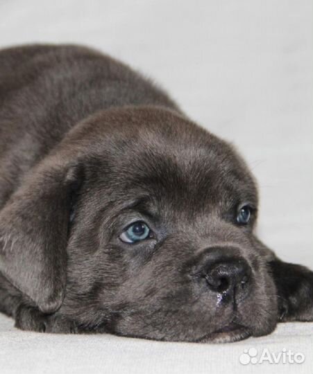 Щенки кане Корсо