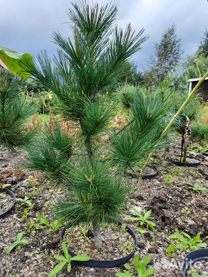 Саженцы кедра