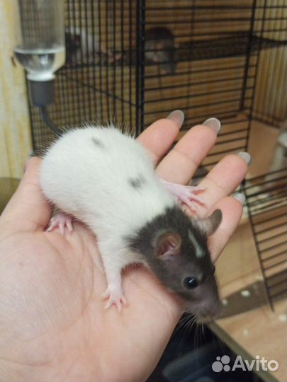 Крысята дамбо