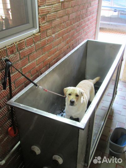 Водная беговая дорожка для собак. Занятия