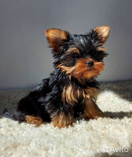 Йоркширский терьер