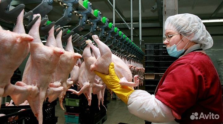 Работа без опыта упаковщик еженедельные выплаты