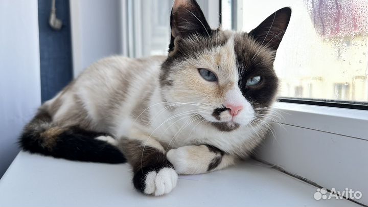 Вязка кошка