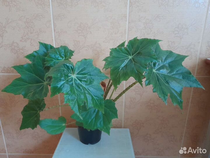 Экзотические комнатные растения, Роза китайская