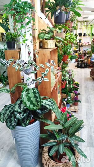 Комнатные растения