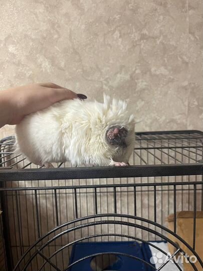 Шиншилла с клеткой