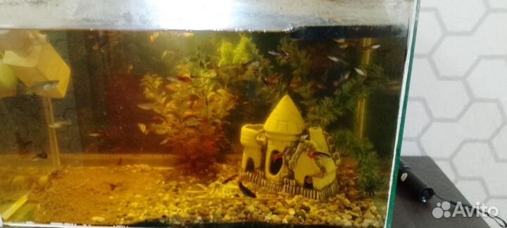 Аквариум с рыбками