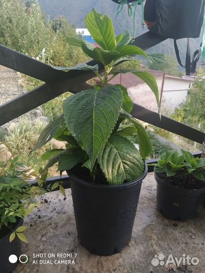 Гортензия крупнолистная саженцы