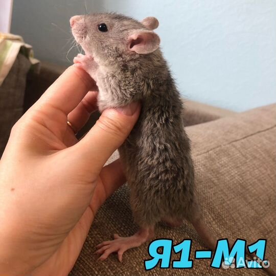 Крысята мальчики, кудрявые и стандарт