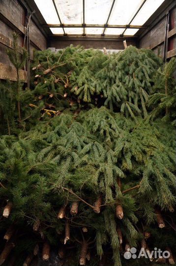Живые сосны и ели + доставка/подарок