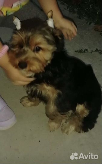 Йоркширский терьер