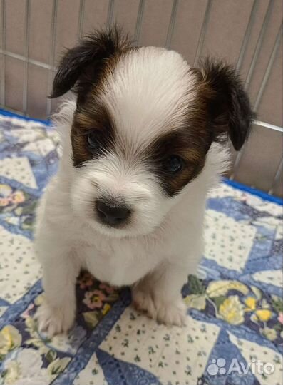 Щенки папийона