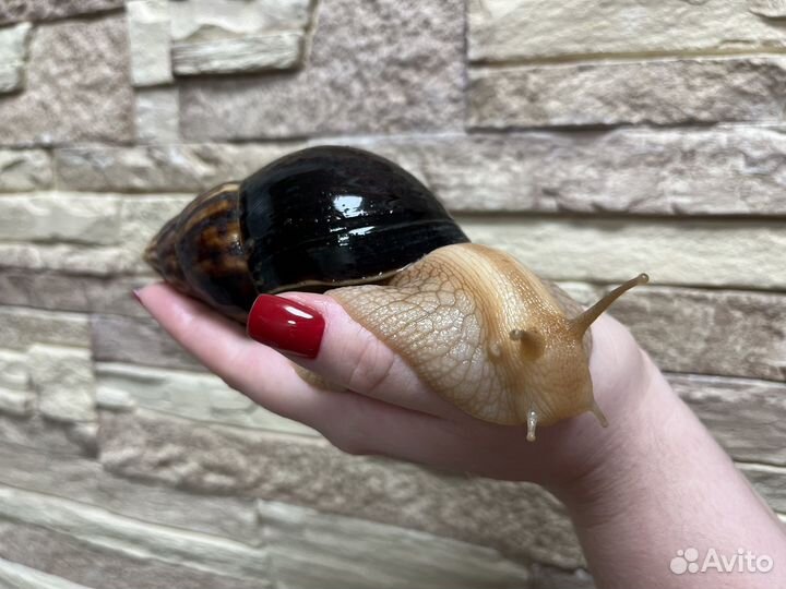 Улитки ахатины бесплатно