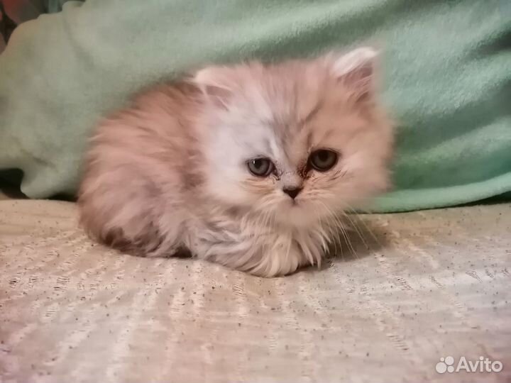 Персидский котенок