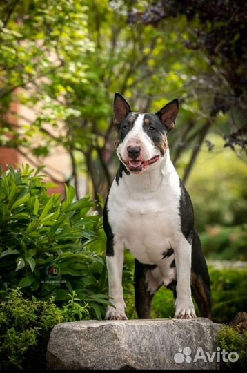 Вязка стандартный бультерьер