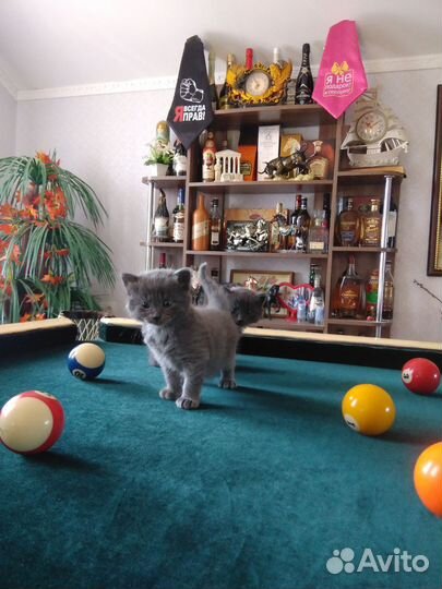 Котята