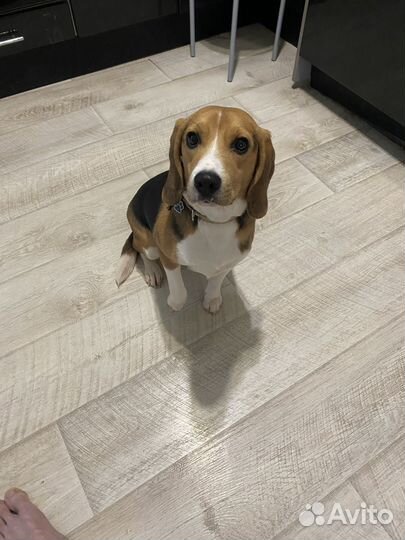 Бигль в добрые руки