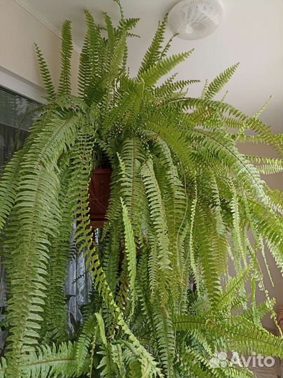 Папоротник комнатный