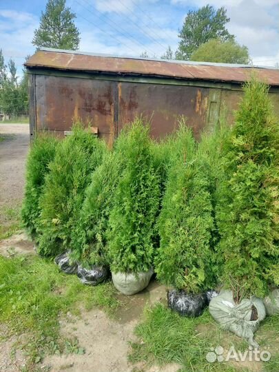 Туи в наличии