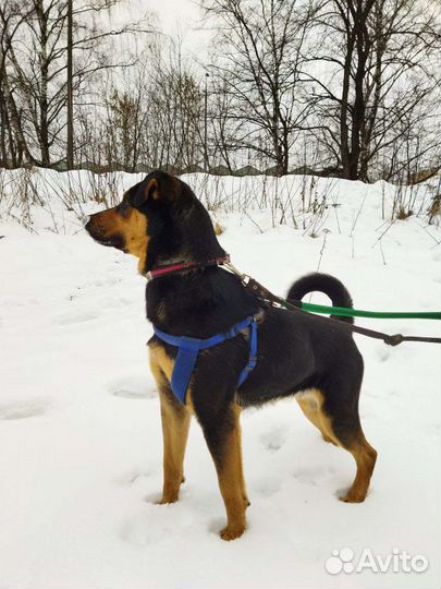 Джек - молодой красавец из приюта