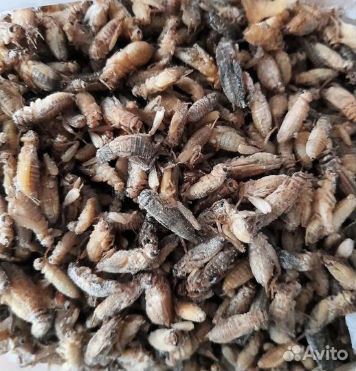 Сверчки на стошке