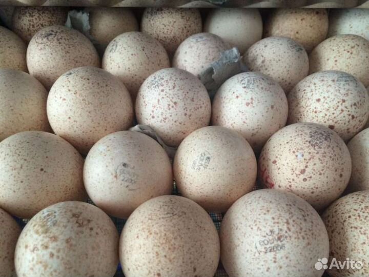 Птица, яйцо