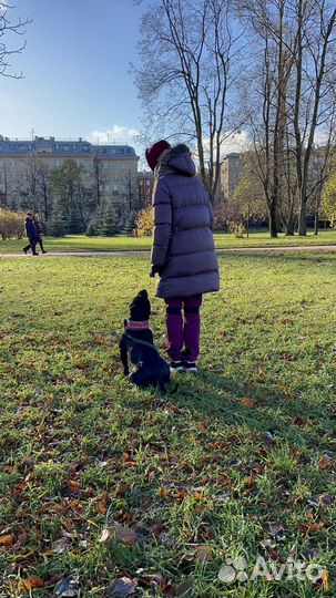 Кинолог. Дрессировка собак