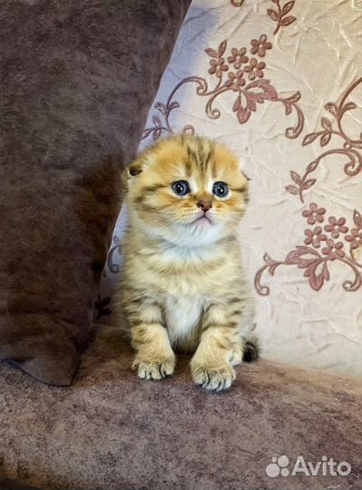 Котята вислоухие шотландские шиншиллы