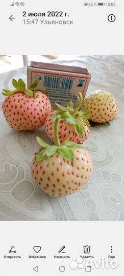 Садовая земляника(виктория) саженцы