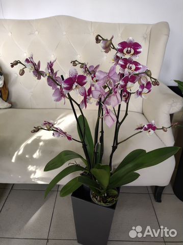 Орхидея фаленопсис Барселона купить в Апрелевке | Товары для дома и ...