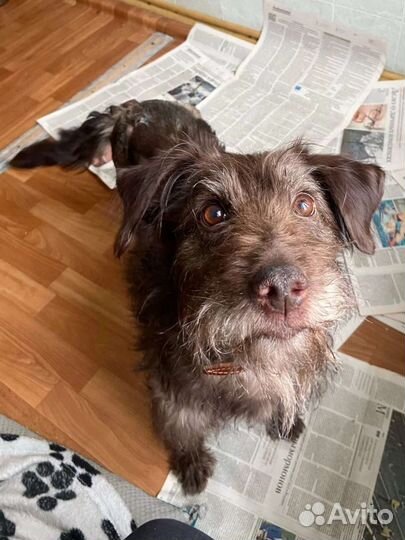 Собака Эля из приюта ищет дом