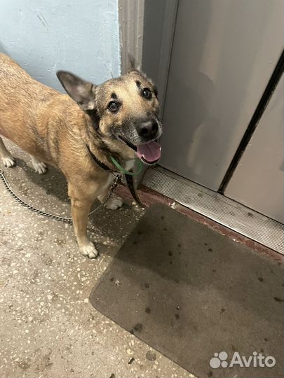 Найдена собака