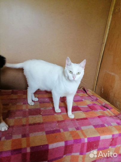 Кошечка Аврора в хорошую семью бесплатно