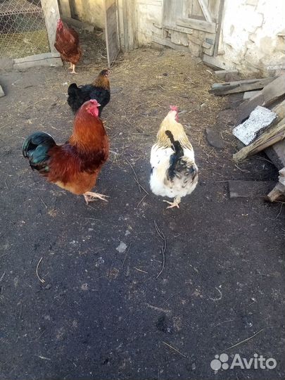 Петухи на племя
