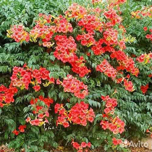 Ива нана, козья ива, Кампсис, колокольчик