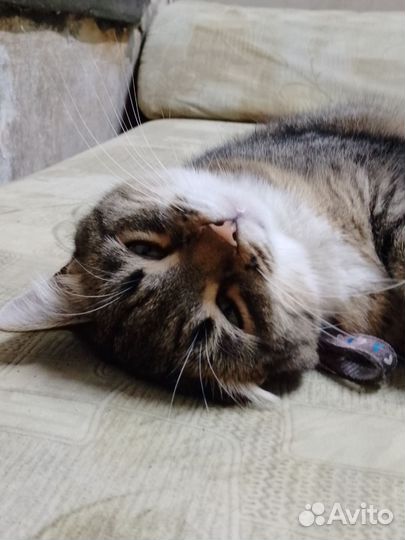 Кошки в добрые руки