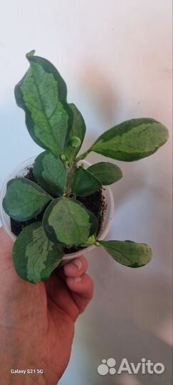 Фикусы разные