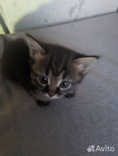 Котята в добрые руки (крысоловы)