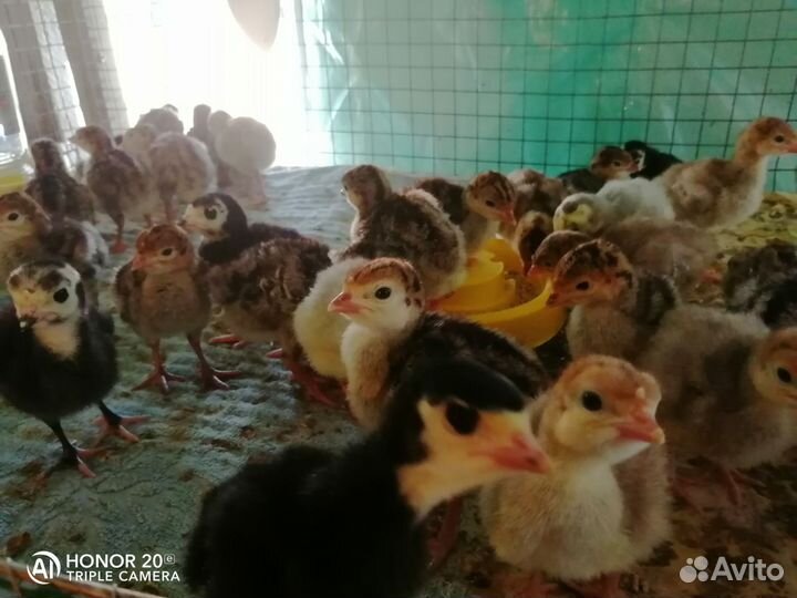 Индюшата, опт розница