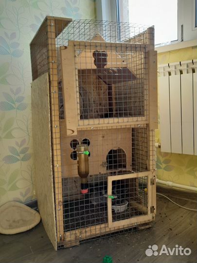 Шиншилла